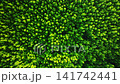 Amazing abundant mangrove forest, Aerial view of forest trees Rainforest ecosystem and healthy environment background, Texture of green trees forest top down, High angle view 141742441