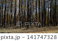 Tall, burnt-out pines and spruces stand densely in the forest, bare of leaves and branches. Animals and birds are absent, and the ground is covered in burnt needles. 141747328