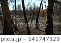 A spring day, filming in the forest, the remains of burnt bushes and trees, a dried-up river in the background, a natural disaster, the absence of animals and birds 141747329