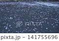 Cherry blossom petals on the street dancing in the wind Cherry blossom petals on the street dancing in the wind 141755696