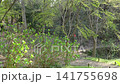 Cherry blossom petals fluttering down in the forest Cherry blossom petals fluttering down in the forest 141755698