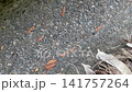 The Great Migration of the Millipedes 2 141757264