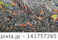 The Great Migration of the Millipedes 1 141757265