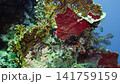 Colourful tropical coral reef. Soft and hard corals. Reef coral scene. 141759159