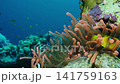 Clown Fish and Colourful tropical coral reef. Soft and hard corals.  141759163
