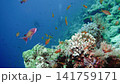 Colourful tropical coral reef. Soft and hard corals. Reef coral scene. 141759171