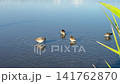 Little Stints and Sanderlings foraging in shallow waters during the autumn migration season. 141762870