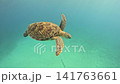 優雅に泳ぐ沖縄・恩納村のアオウミガメ② 141763661