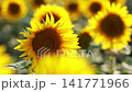Vibrant Sunflower Head In Sunny Agriculture Field Vibrant Sunflower Head In Sunny Agriculture Field 141771966