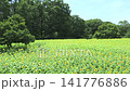 A field of sunflowers in full bloom, illuminated by white lights (right pan). A field of sunflowers in full bloom, illuminated by white lights (right pan). 141776886