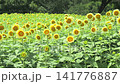 Sunflowers in full bloom under white light (left pan) Sunflowers in full bloom under white light (left pan) 141776887