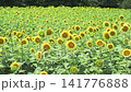 Sunflowers in full bloom under white light (left pan) Sunflowers in full bloom under white light (left pan) 141776888
