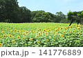 Sunflowers in full bloom under white light (left pan) Sunflowers in full bloom under white light (left pan) 141776889
