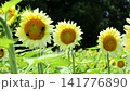 Sunflowers in full bloom under white lights Sunflowers in full bloom under white lights 141776890