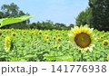 Sunflowers in full bloom under white lights Sunflowers in full bloom under white lights 141776938