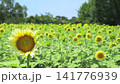 Sunflowers in full bloom under white lights Sunflowers in full bloom under white lights 141776939