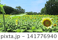 Sunflowers in full bloom under white lights Sunflowers in full bloom under white lights 141776940