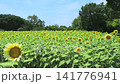 Sunflowers in full bloom under white lights Sunflowers in full bloom under white lights 141776941