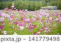 A cosmos swaying in the wind (fixture shooting) A cosmos swaying in the wind (fixture shooting) 141779498