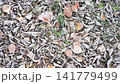 Frosted ground (hand-held) Frosted ground (hand-held) 141779499