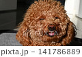 Toy poodle in hot summer day 141786889