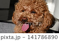 Toy poodle in hot summer day 141786890