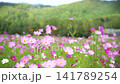 A cosmos swaying in the wind (fixture shooting) A cosmos swaying in the wind (fixture shooting) 141789254