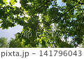 A ray of sunlight shines through the oak leaves against a bright blue sky 141796043