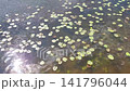 The green leaves of the water lily sway in the river waves, and the sun shines brightly. 141796044
