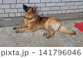On a hot summer day, a German shepherd dog lies on a concrete path, licking its lips and breathing heavily. 141796046