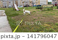 A small Jack Russell dog walks on a leash in a city yard 141796047