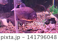 In the aquarium, one of the piranhas is slowly moving through the water with its mouth open. 141796048