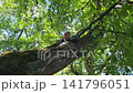 A little red squirrel sits high on a linden tree branch, nibbling on a walnut on a sunny summer day. 141796051