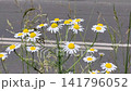 A white Chamomile on a sunny summer day by the side of a highway with passing city traffic 141796052