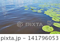 The river's surface ripples with the green leaves of the water lilies, and the sunlight sparkles on them. 141796053