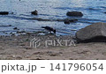 On a hot summer day, a gray crow wanders along the riverbank in search of food and drinking water. Ducks swim nearby. 141796054