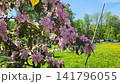 A pink branch with apple blossoms is swaying in the wind 141796055