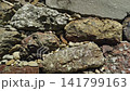 Inuyama castle stone wall 141799163
