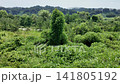 Wild plants and trees on the riverbank 141805192
