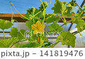 Sunlite greenhouse with textured cucucmber green leaves and hanging yellow flower bud among climbing stems, showing natural growth, soft shadows, and delicate plant detail 141819476