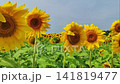 Closeup sunflower head in expansive field of yellow blooms beneath soft sky, with sharp petals, rich central disk, and layered floral rows fading toward distant trees 141819477