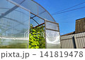 Sunlite greenhouse with textured cucucmber green leaves and hanging yellow flower bud among climbing stems, showing natural growth, soft shadows, and delicate plant detail 141819478