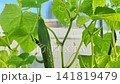 Sunlite greenhouse with textured cucucmber green leaves and hanging yellow flower bud among climbing stems, showing natural growth, soft shadows, and delicate plant detail 141819479