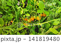 Cherry tomato plant stem ripening in sunny day closeup. High antioxidant concept 141819480