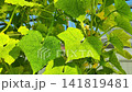 Sunlite greenhouse with textured cucucmber green leaves and hanging yellow flower bud among climbing stems, showing natural growth, soft shadows, and delicate plant detail 141819481