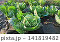 Gardening tips for growing healthy cabbage in a community garden during spring 141819482