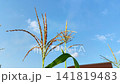 Green corn plant in garden. Corn leaves at sunset. Corn harvest, vegetable crops. Agriculture, corn production 141819483