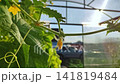 Sunlite greenhouse with textured cucucmber green leaves and hanging yellow flower bud among climbing stems, showing natural growth, soft shadows, and delicate plant detail 141819484