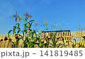 Green corn plant in garden. Corn leaves at sunset. Corn harvest, vegetable crops. Agriculture, corn production 141819485