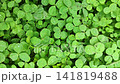 Closeup view of dense green clover groundcover with clear rain droplets, trifoliate leaf texture, visible veins, lush natural symmetry, fresh outdoor growth, rich botanical detail 141819488